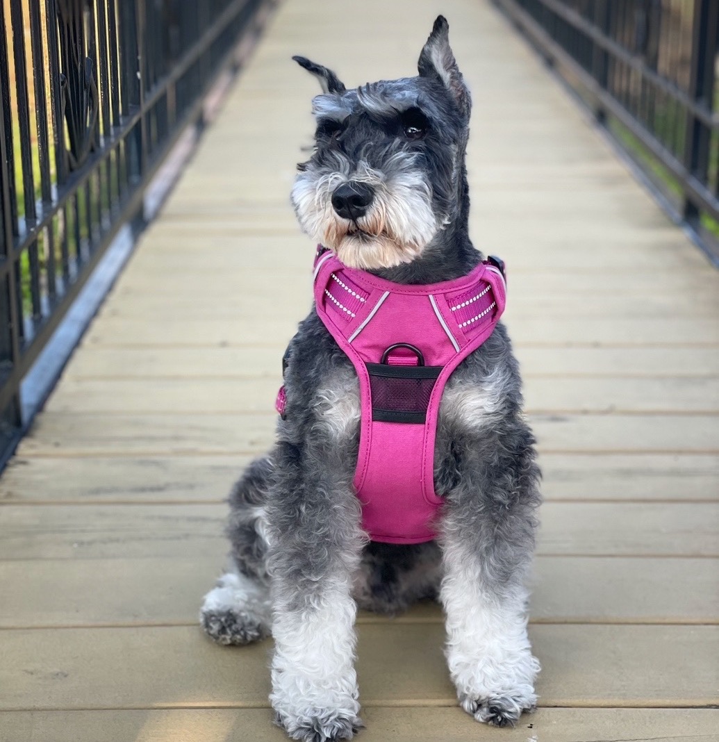 Venture Paw Dog Harness - Image 12