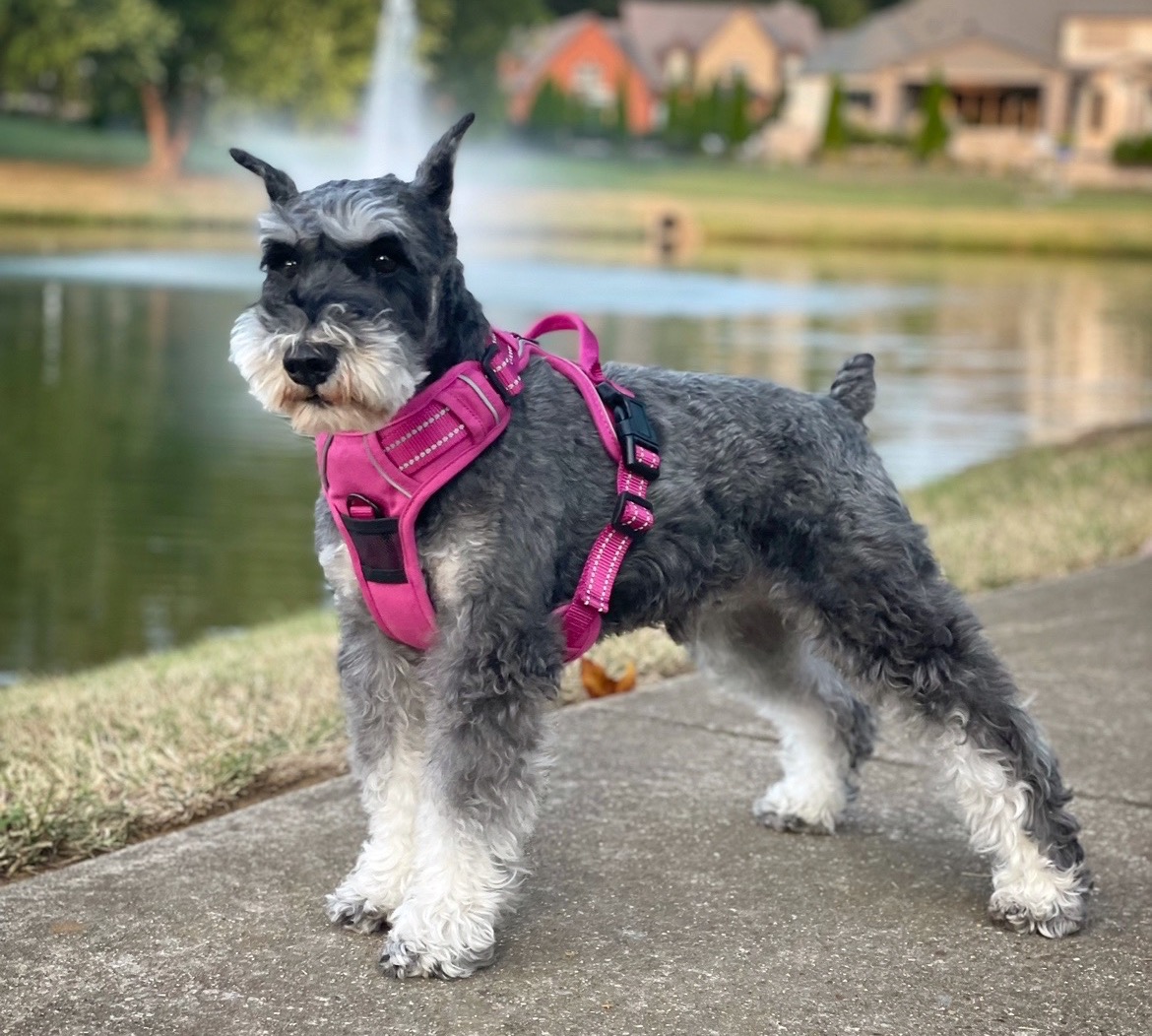 Venture Paw Dog Harness - Image 10