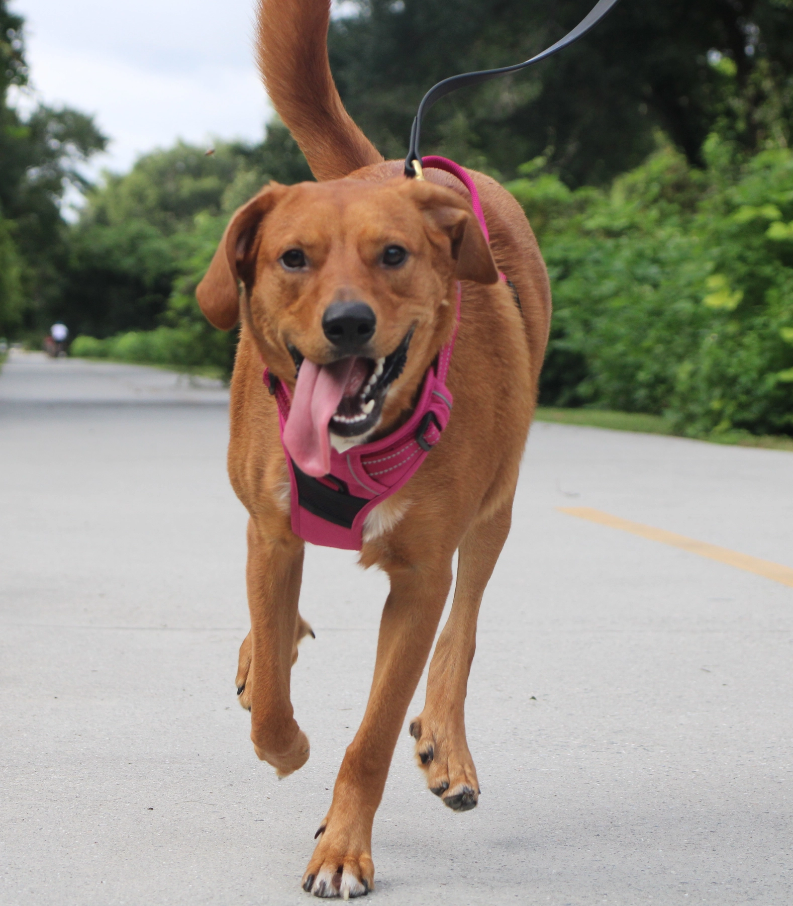 Venture Paw Dog Harness - Image 9