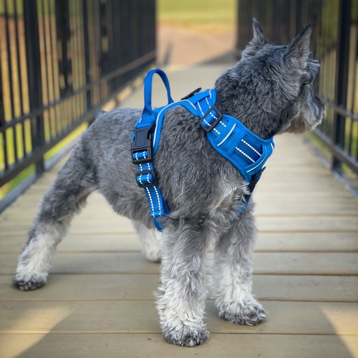 Venture Paw Dog Harness - Image 14