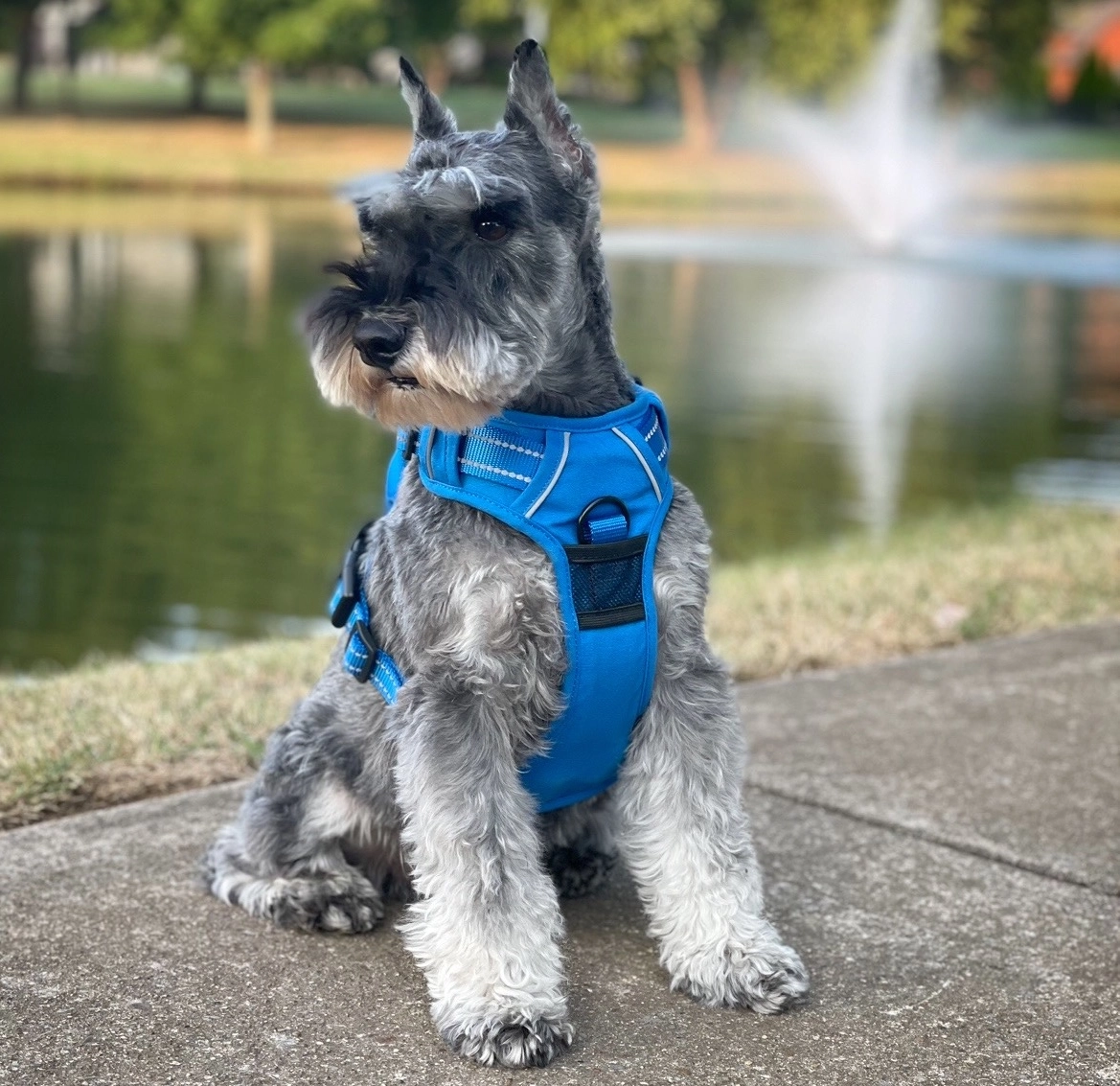 Venture Paw Dog Harness - Image 15