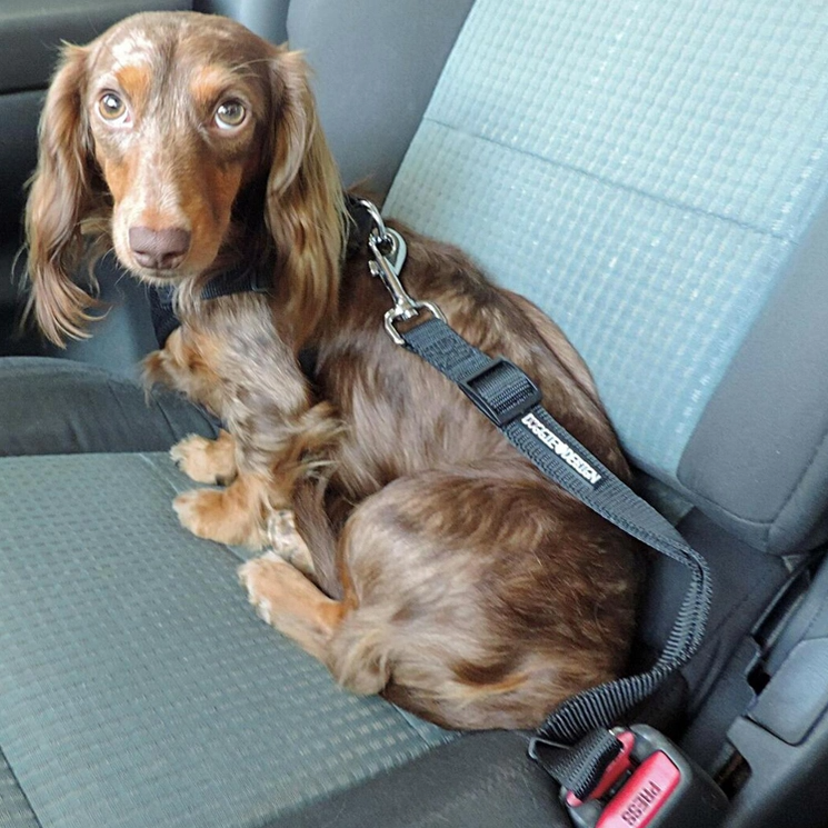 Doggie Design Seat Belt Strap Leash - Image 3