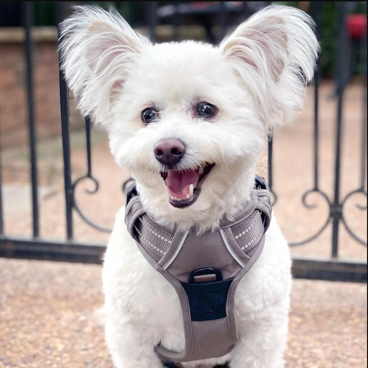 venture-paw-harness-sage